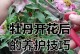 牡丹树养殖方法与注意事项（打造美丽花园的秘诀，牡丹树怎样培育）