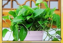 夏季绿箩的科学浇水方法（夏季绿箩的浇水频率、水量和水质要求）