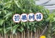 芒果生长周期详解（季节开花结果，芒果的四季之美）