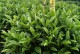 非洲茉莉开花时间及特点（探寻非洲茉莉的花期与生长环境）