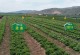如何种植球生菜？（球生菜种植的时间、方法和注意事项）