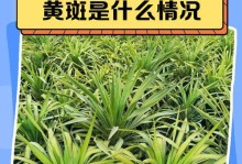 探究龙血树枯叶现象的原因与解决方法（龙血树枯叶现象的成因分析及有效防治措施）