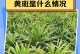 探究龙血树枯叶现象的原因与解决方法（龙血树枯叶现象的成因分析及有效防治措施）