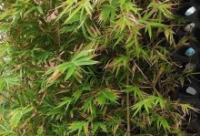 如何救活发黄的竹子（竹子发黄原因及有效救活方法）