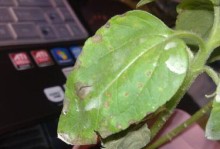 葵花黄叶病防治措施（用什么药效果好？一文带你了解）