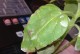 葵花黄叶病防治措施（用什么药效果好？一文带你了解）
