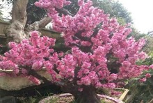 干枝梅开花时间（探究干枝梅的开花特点和适宜条件）