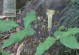 发现生天南星的解毒之道（解密生天南星的毒性及解毒方法）