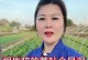 如何解决蛞蝓吃叶子问题（保护植物，阻止蛞蝓吞食）