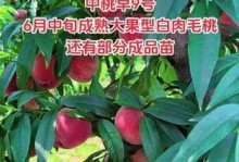 毛桃的成熟季节及品质介绍（了解毛桃成熟期，吃到更甜美的果实）