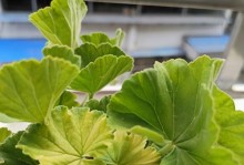 天竺葵叶子发黄的原因和处理方法