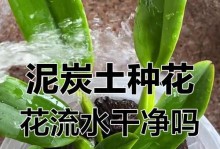 无土种植（不依赖泥土，轻松打造美丽花园）