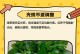 绿萝叶子发黄的原因与解决方法（绿萝养护秘籍，打造鲜绿健康的绿萝之家）