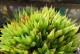 如何科学养护以草玉露多肉（打造绿意盎然的家居植物——以草玉露多肉养护指南）