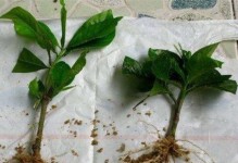 栀子花扦插培养指南（从花枝选择到栽培细节，教你成功扦插栀子花！）