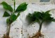 栀子花扦插培养指南（从花枝选择到栽培细节，教你成功扦插栀子花！）
