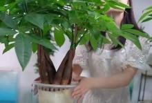 辫子树的养护技巧与方法（打造健康茂盛的辫子树，从养护开始）
