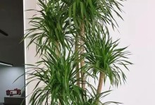 室内种植铁树（探索铁树的美丽与养护之道）
