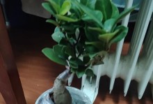盆栽榕树生根技巧大揭秘（让你的盆栽榕树健康茁壮的方法和技巧）