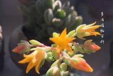蓝姬莲怎样开花？（掌握关键步骤，让蓝姬莲绽放美丽）