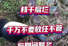 以树烂根了怎么处理？（重建健康根基，实现全面发展）