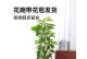 白兰花树修剪的技巧与方法（打造美丽的白兰花树，掌握这些要点！）
