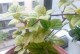 怎么让含羞草重新开花？（解决含羞草枯萎不开花的有效方法）