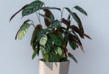 盆栽竹芋黄尖的养护技巧（打造健康繁茂的盆栽竹芋黄尖品种）