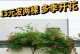 凌霄开花期的科学施肥技巧（提升凌霄开花效果的关键肥料选择和施肥方法）