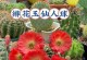 打造圆润挺拔的仙人球（培养仙人球圆润挺拔的要诀，轻松打造绿意盎然的家居景观）