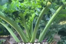 以羽衣甘蓝怎么采收种子（种植者必读，羽衣甘蓝种子采收的方法与技巧）