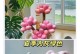 如何预防桃树叶子发软下垂问题？（原因分析与补救方法，）