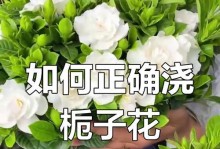 如何正确浇水以栀子花（浇水技巧、水量和频率的关键）