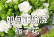 如何正确浇水以栀子花（浇水技巧、水量和频率的关键）