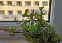 探索雅乐之舞（发现传统文化的独特美——以雅乐之舞为例）
