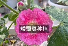 如何选择最佳时间种植蜀葵花？（掌握正确的种植时间和方法，打造美丽花园）