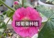 如何选择最佳时间种植蜀葵花？（掌握正确的种植时间和方法，打造美丽花园）