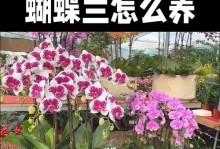 黄花蝴蝶兰的养护指南（精选）