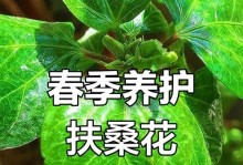 扶桑是否适合室内养殖？（解析扶桑的毒性和适宜条件）