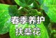 扶桑是否适合室内养殖？（解析扶桑的毒性和适宜条件）