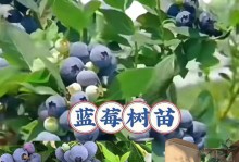 了解不同品种的特点，选择最佳蓝莓苗（了解不同品种的特点，选择最佳蓝莓苗）