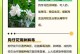 狗牙花的美丽与功能（探索狗牙花的魅力和医药价值）
