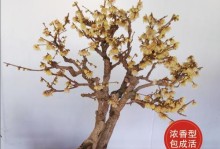 培养黄腊梅盆栽梅花的方法（让你的黄腊梅盆栽梅花充满生机的技巧）