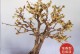 培养黄腊梅盆栽梅花的方法（让你的黄腊梅盆栽梅花充满生机的技巧）