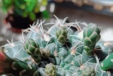 如何确定仙人球是否会开花？（探寻仙人球开花的奥秘与技巧）