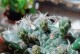 如何确定仙人球是否会开花？（探寻仙人球开花的奥秘与技巧）