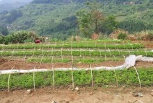 辣木种植条件与适宜地区（了解辣木的种植基础知识，优化生产环境）