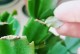 蟹爪兰叶子软塌塌的补救方法（了解原因，挽救健康）
