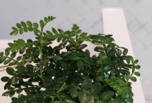 清香木水过量浇灌的处理方法（如何解决清香木水浇多了的问题）