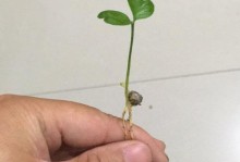 橘子种子发芽的方法与技巧（探索橘子种子发芽的秘密，培育健康的橘子苗）